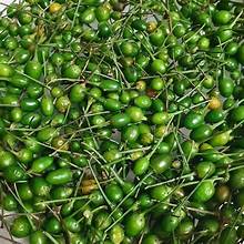 Piquin Peppers